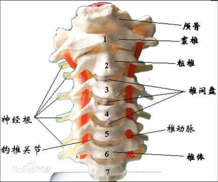 頸椎結構圖